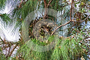 Drey nest of an Eastern gray squirrel Sciurus carolinensis in a South Florida slash pine - Davie, Florida, USA