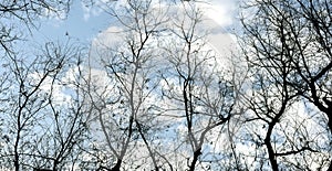 Dri Tree Blue Sky & white cloud in winter weather
