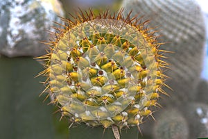 Dri Cactus_Mammillaria