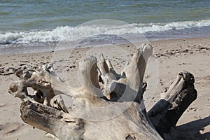 Dried abandoned tree washed away by the waves in the Baltic sea on the beach of Liepaja, Latvia