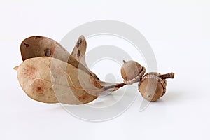 Dried acorn with leaves