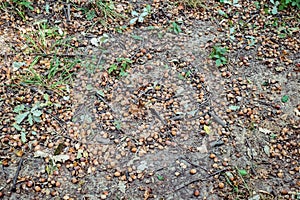 Dried acorns in the forest