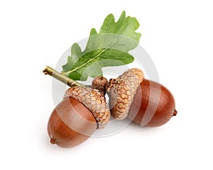 Dried acorns with leaf photo