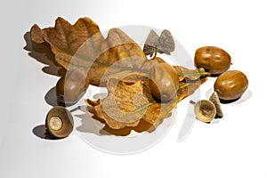 Autumn composition. Dried acorns with oak leaves on a white background.