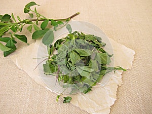 Dried alfalfa, lucern leaves photo