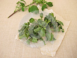 Dried alfalfa, lucern leaves photo