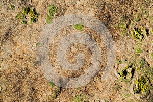 Dried algae on the sand beach