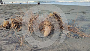 Dried Algae and seaweed on the seashore