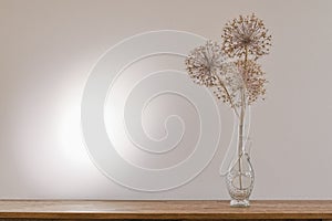 Dried allium plants in the vase, light and shadows on the wall. Beige stillife