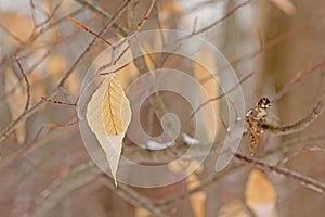 Dried American beech leaf on bare branches in the forest,   Fagus grandifolia