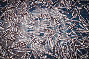 Dried anchovies for food preservation at Ban Bang Saray Fish Bridge, Thailand.