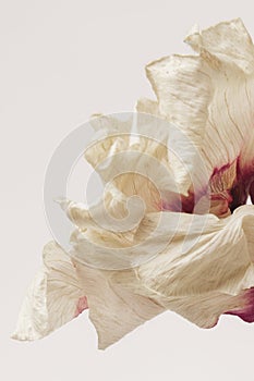 Dried anemone flower on a beige background