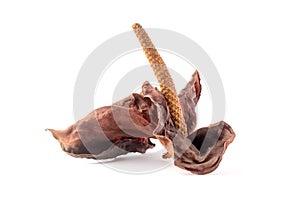 Dried anthurium flower on white