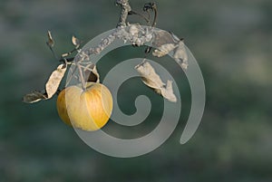 Dried apple