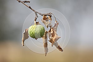 Dried apple and leaves on tree