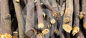 Dried apple twigs with visible details. background or textura photo