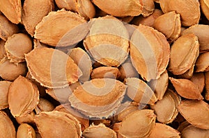 Dried apricot kernel