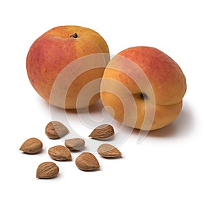 Dried apricot stones with fresh apricots in the background