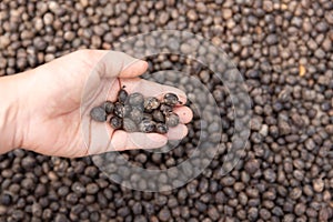 Essiccato caffè ciliegie serra soleggiato essiccazione sistema. essiccazione caffè fagioli 
