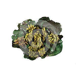 Dried aromatic Essences in white background