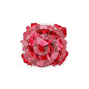 Dried aromatic Essences in white background