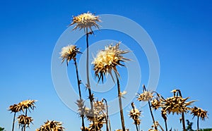 Dried artichoke flower