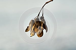 Dried ash seeds against sky background