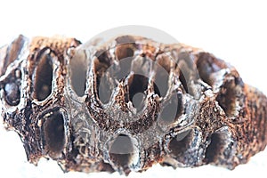 Dried Australian Banksia Seed Pod