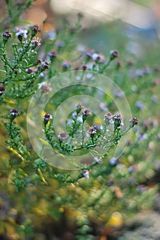 Dried autumn asters (Symphyotrichum)