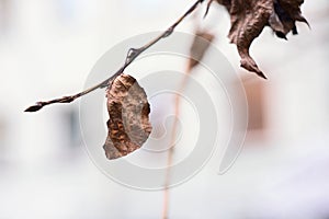 A dried autumn leaf on a branch