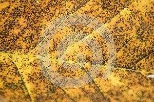 Dried autumn leaf of a chestnut tree full of details