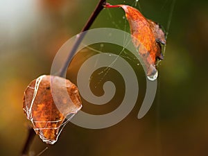 Dried autumn leaves with cobweb and waterdrops