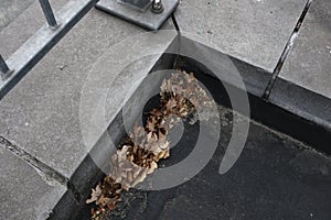 Dried autumn leaves in the corner of a bridge.