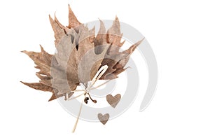 Dried autumn leaves and hearts on white