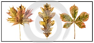 Dried autumn leaves illustration. Oak, maple and chestnut leaves. Watercolour Illustration isolated on white background.