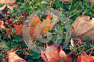 Dried autumn maple leaves lie on the green grass