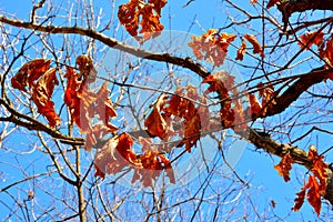 Dried autumn oak leaves on branches