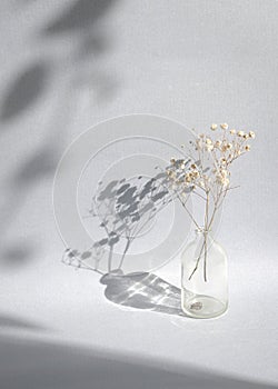 Dried Baby breath flowers in a vase with foliage shadow