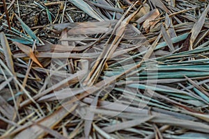 Dried bamboo leaves scattered on the ground