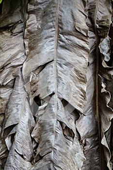 Dried banana leaves