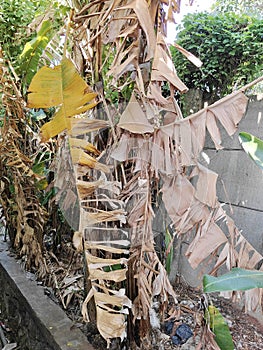 Dried banana leaves in summer