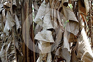 Dried banana leaves. Banana tree garden. Banana trees around the village. Banana fields. Klaras or daun pisang kering photo