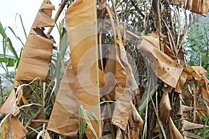 dried banana tree leaves