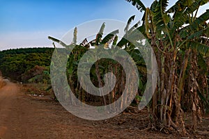 Dried Banana trees grooving in the local farm