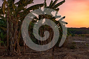 Dried Banana trees grooving in the local farm