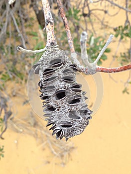 A dried Banksia seed pod on Moreton Island