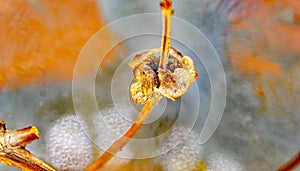 Dried basil sprouts for backgrounds