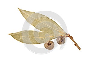 Dried bay laurel leaves and allspice isolated on white background