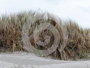 Dried beach grass. Dried beach grass.