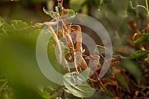 Dried beans in the beds. Agriculture, agronomy, industry